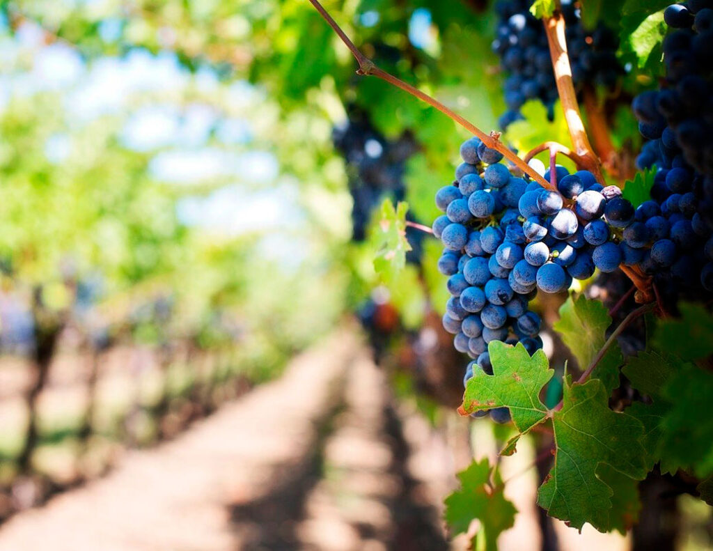 Los maravillosos viñedos de la ruta del vino de Alicante